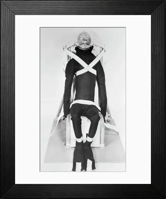 Framed Print : Space Monkey Wearing Windblast Suit Framed Print : Space Monkey Wearing Windblast Suit