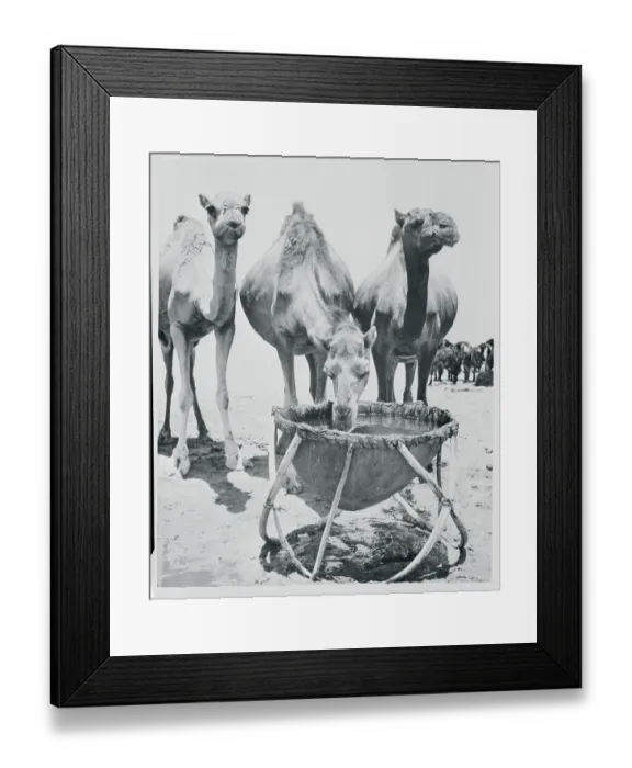Framed Print : Camels Drinking from a Trough Framed Print : Camels Drinking from a Trough