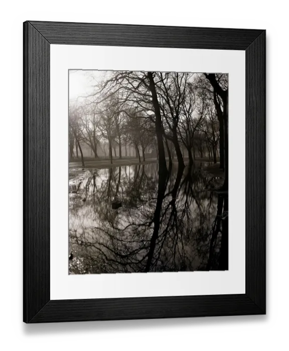 Framed Print : Water Reflecting the Trees of Victoria Park Framed Print : Water Reflecting the Trees of Victoria Park
