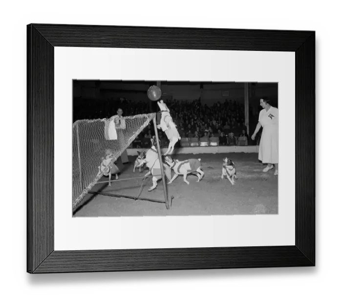 Framed Print : Dogs Playing Soccer Framed Print : Dogs Playing Soccer