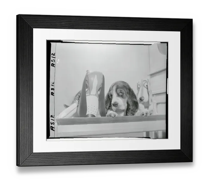 Framed Print : Stuffed Dogs Propped Alongside Real Dog