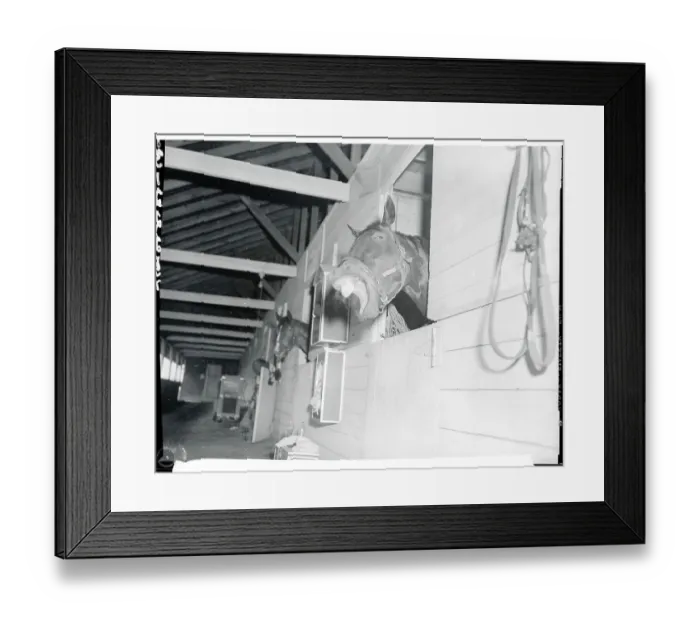 Framed Print : Portrait of Fabius Yawning Framed Print : Portrait of Fabius Yawning