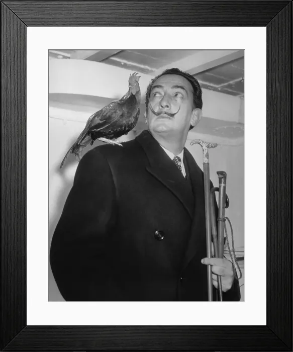 Framed Print : Salvador Dali with Chicken on His Shoulder Framed Print : Salvador Dali with Chicken on His Shoulder