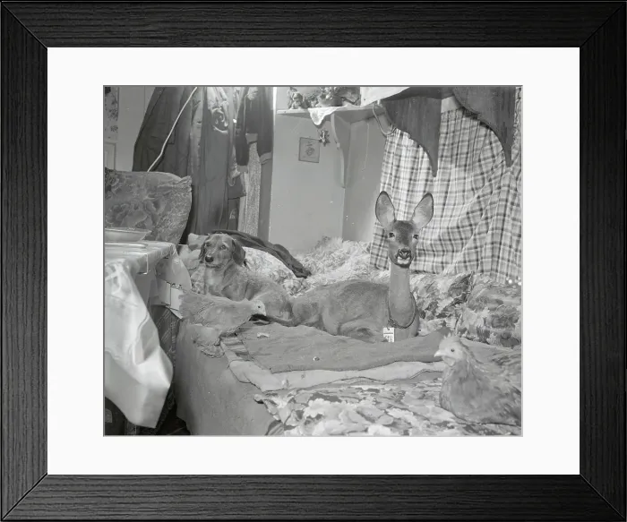 Framed Print : Animals Sitting Around the Living Room