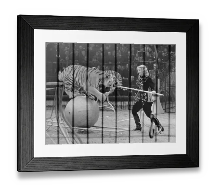 Framed Print : Tiger Tamer Instructing Tiger to Balance on Ball
