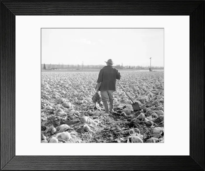Framed Print : Farmer in Wasted Cabbage Field Framed Print : Farmer in Wasted Cabbage Field