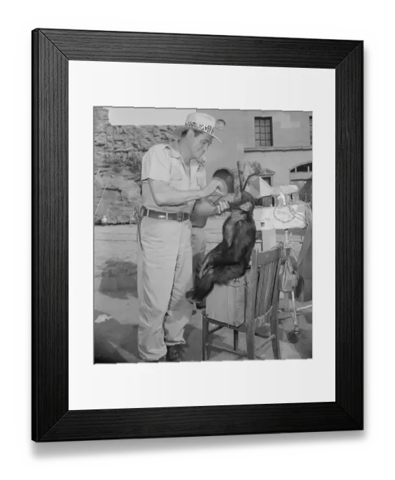 Framed Print : Johnny Weissmuller Putting Makeup on Tamba Framed Print : Johnny Weissmuller Putting Makeup on Tamba