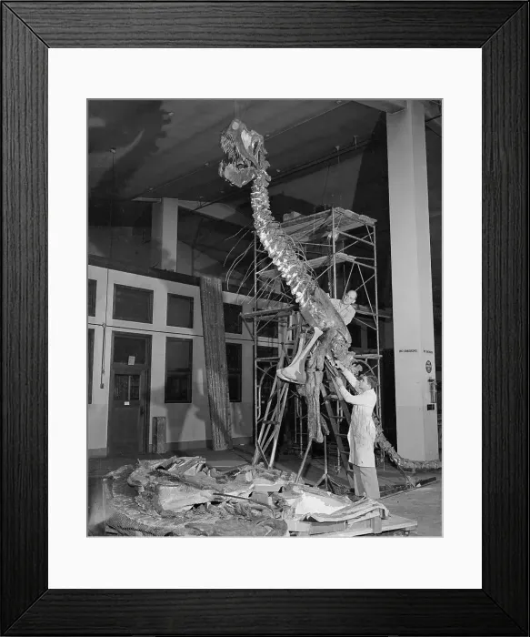 Framed Print : Exhibitionist Adjusting Bones of Prehistoric Animal Framed Print : Exhibitionist Adjusting Bones of Prehistoric Animal