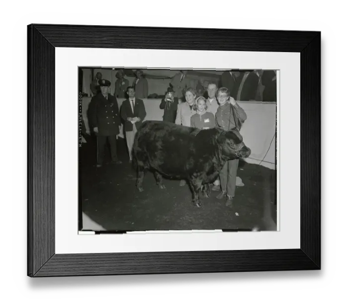 Framed Print : Family Members Posing with Their Prize Steer Framed Print : Family Members Posing with Their Prize Steer