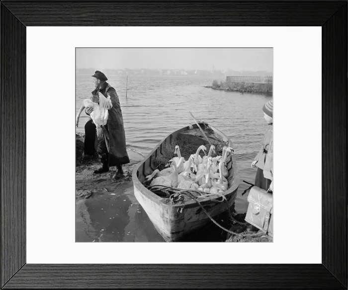 Framed Print : Swans and Ducks Being Transported to Lake Framed Print : Swans and Ducks Being Transported to Lake