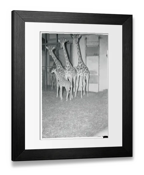 Framed Print : Pictures of Giraffe Framed Print : Pictures of Giraffe