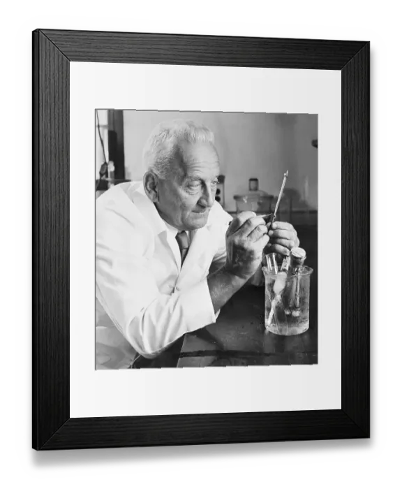 Framed Print : Dr. Albert Szent-Gyorgyi Busy at Work