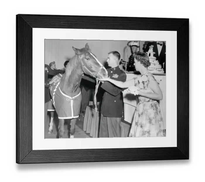 Framed Print : Military Horse Eating Cake Framed Print : Military Horse Eating Cake