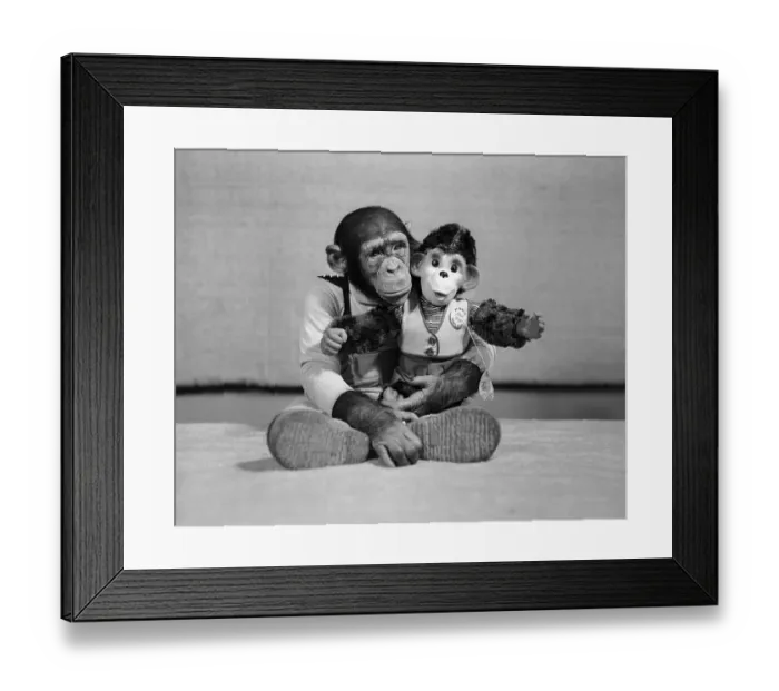 Framed Print : Small Monkey Holding Stuffed Monkey Framed Print : Small Monkey Holding Stuffed Monkey