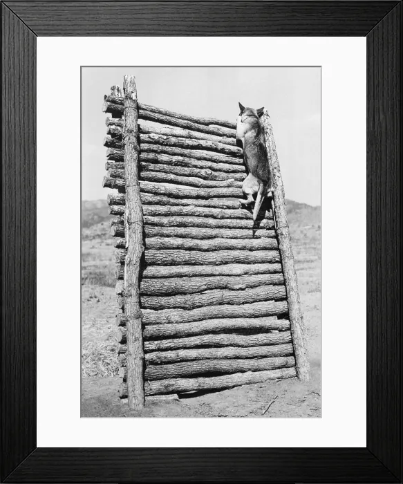 Framed Print : Army Sentry Dog Scales Wall Framed Print : Army Sentry Dog Scales Wall