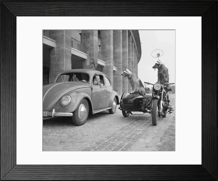 Framed Print : Police Dogs Riding in a Motorbike Framed Print : Police Dogs Riding in a Motorbike