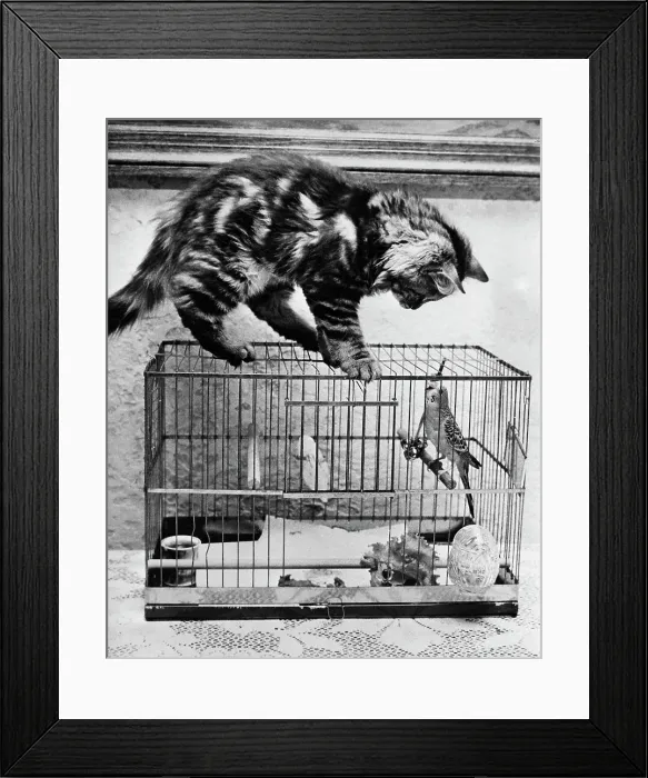 Framed Print : Persian Kitten and Parakeet Framed Print : Persian Kitten and Parakeet