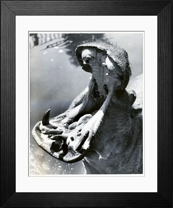 Framed Print : Hippopotamus Yawning Framed Print : Hippopotamus Yawning