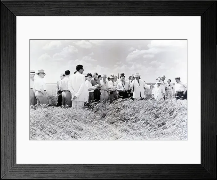 Framed Print : Wheat Harvest In Soviet Union Framed Print : Wheat Harvest In Soviet Union