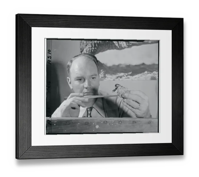 Framed Print : Man Holding a Baby King Cobra Framed Print : Man Holding a Baby King Cobra