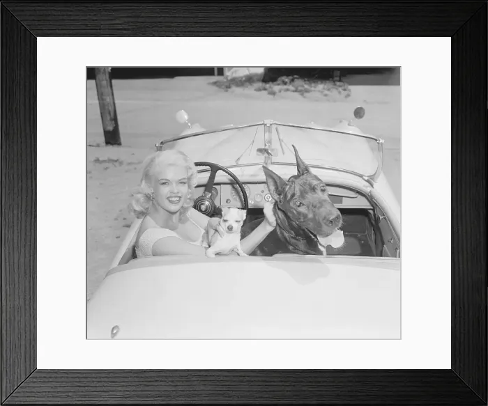 Framed Print : Jayne Mansfield in car with Her Dogs Framed Print : Jayne Mansfield in car with Her Dogs