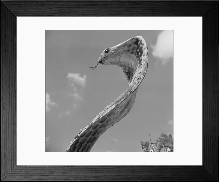 Framed Print : Giant Replica of King Cobra Framed Print : Giant Replica of King Cobra