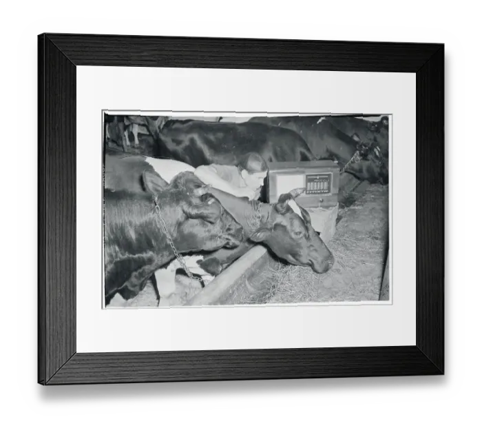Framed Print : Farm Cows with Radio Nearby Framed Print : Farm Cows with Radio Nearby
