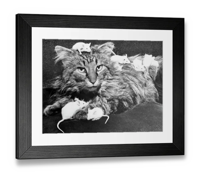 Framed Print : Mice Playing on a Cat Framed Print : Mice Playing on a Cat