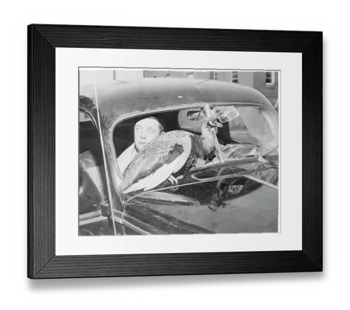 Framed Print : Peacock on Car Hood after Crashing into Windshield