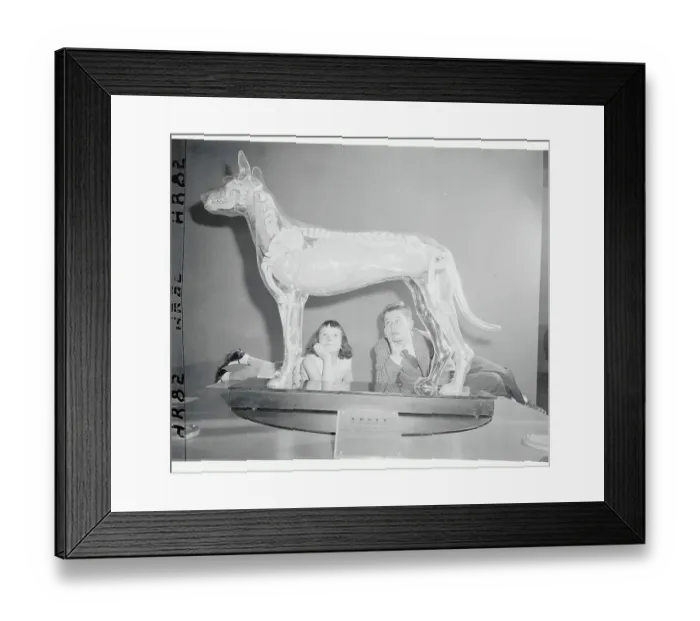 Framed Print : Children Inspecting a Transparent Dog Model Framed Print : Children Inspecting a Transparent Dog Model
