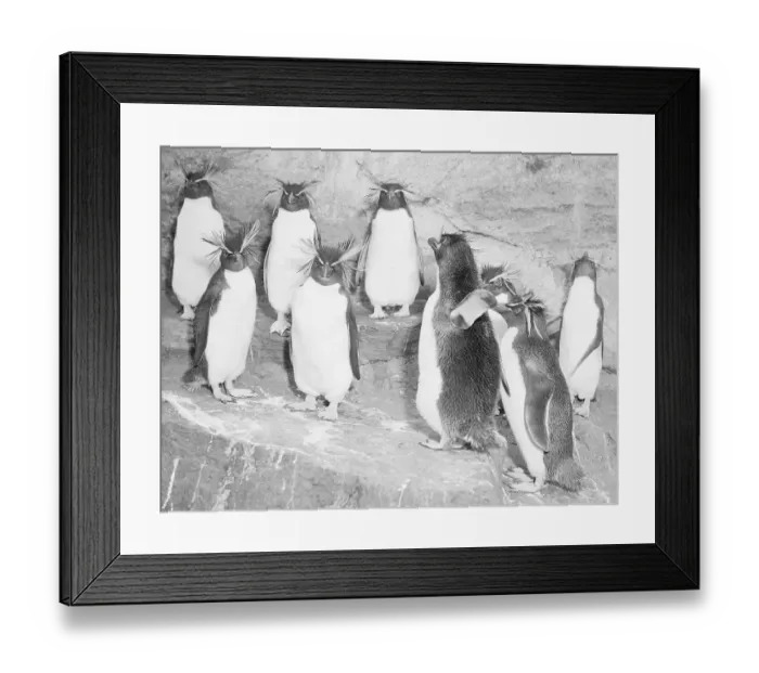 Framed Print : Penguins at the Zoo Framed Print : Penguins at the Zoo