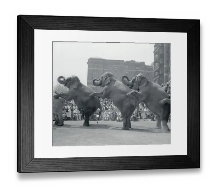 Framed Print : Circus Elephants Performing for Sick Children Framed Print : Circus Elephants Performing for Sick Children