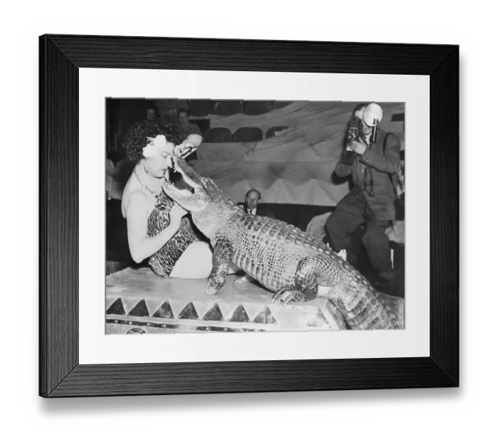 Framed Print : Koringa Opening Jaws of Crocodile Framed Print : Koringa Opening Jaws of Crocodile