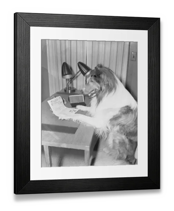 Framed Print : Lassie Reading Income Tax Form Framed Print : Lassie Reading Income Tax Form