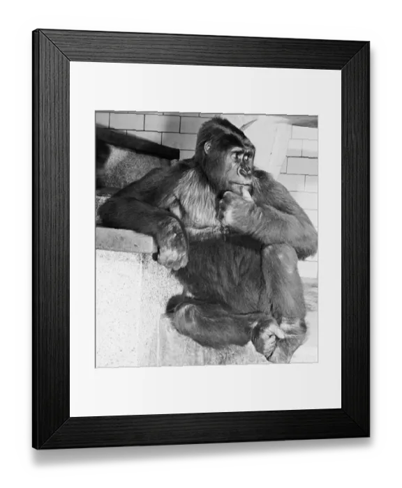 Framed Print : Gorilla. (Original Caption). The Thinker and the Terror at the Zoo Framed Print : Gorilla. (Original Caption). The Thinker and the Terror at the Zoo