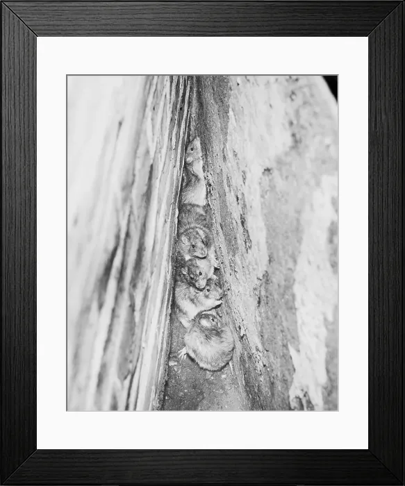 Framed Print : Rats Huddled in a Wall's Corner Framed Print : Rats Huddled in a Wall's Corner