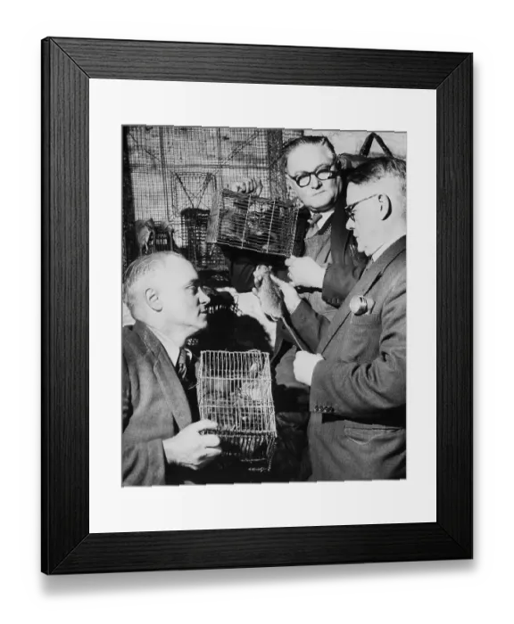 Framed Print : Rat Catchers Counting Their Captured Rats Framed Print : Rat Catchers Counting Their Captured Rats