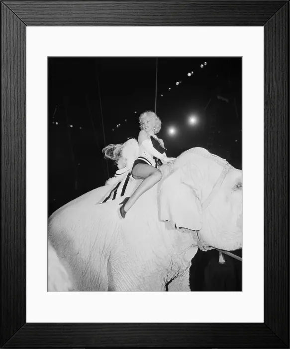 Framed Print : Marilyn Monroe Rides a Pink Elephant Framed Print : Marilyn Monroe Rides a Pink Elephant