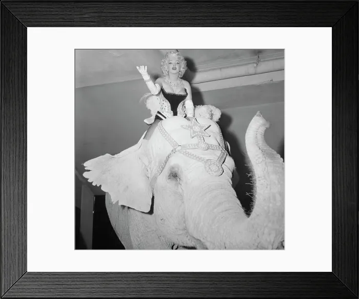Framed Print : Marilyn Monroe Riding Elephant Framed Print : Marilyn Monroe Riding Elephant
