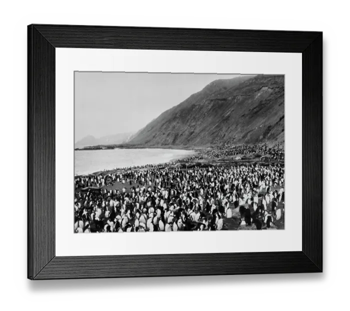 Framed Print : Penguins On Macquarie Island Framed Print : Penguins On Macquarie Island