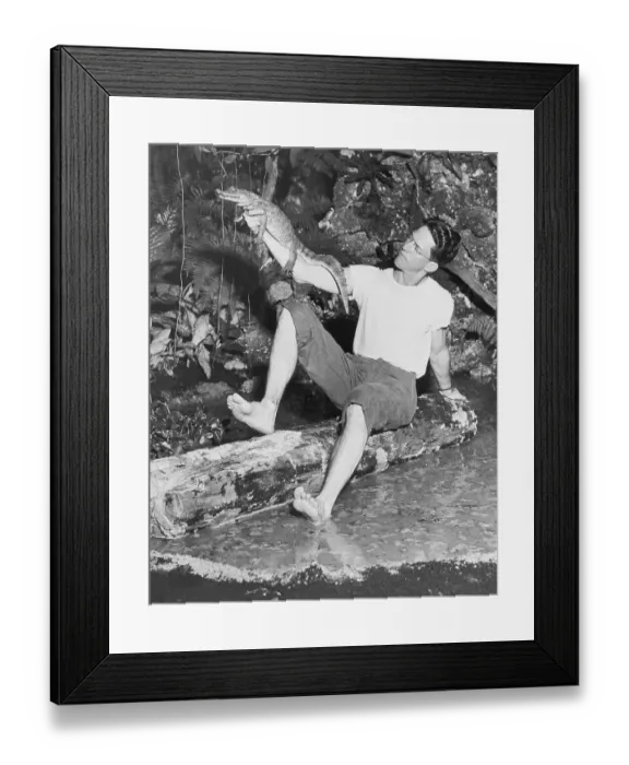 Framed Print : Man Holding a Small Alligator Framed Print : Man Holding a Small Alligator