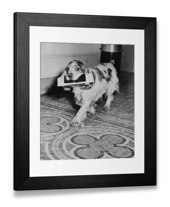 Framed Print : Cocker Spaniel Carrying Papers Framed Print : Cocker Spaniel Carrying Papers