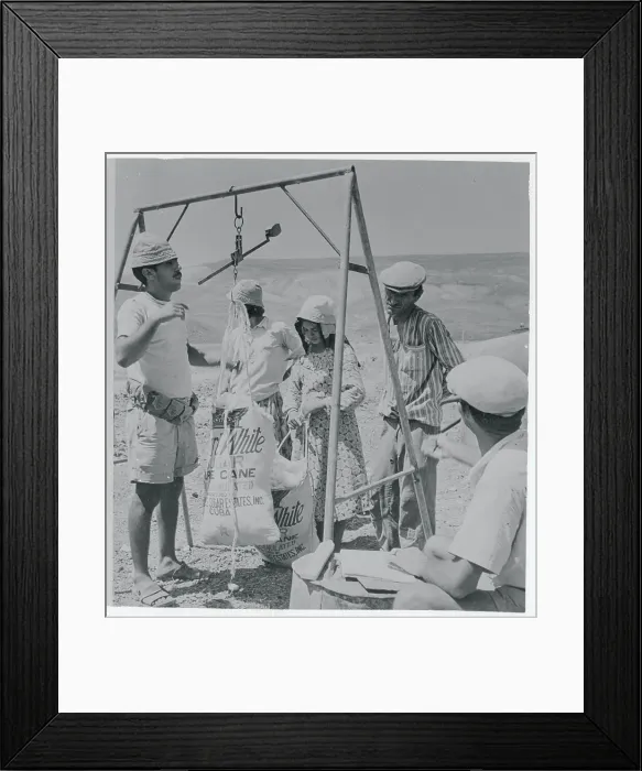 Framed Print : Men Having Their Cotton Weighed Framed Print : Men Having Their Cotton Weighed