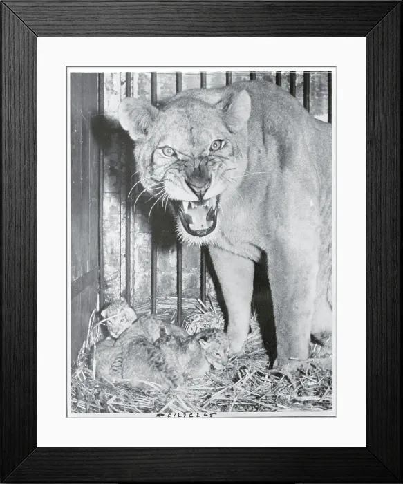 Framed Print : Tiger Growling