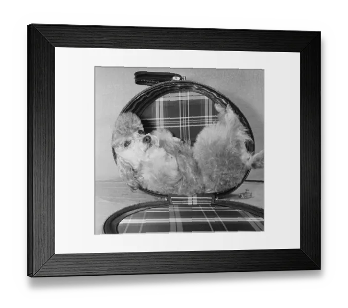 Framed Print : Poodle Sitting in a Handbag Framed Print : Poodle Sitting in a Handbag