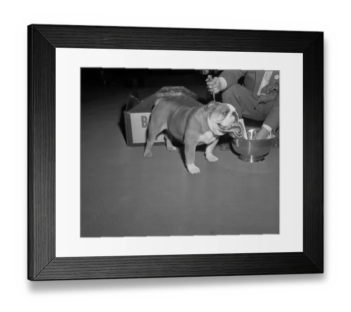 Framed Print : Champion English Bulldog Framed Print : Champion English Bulldog