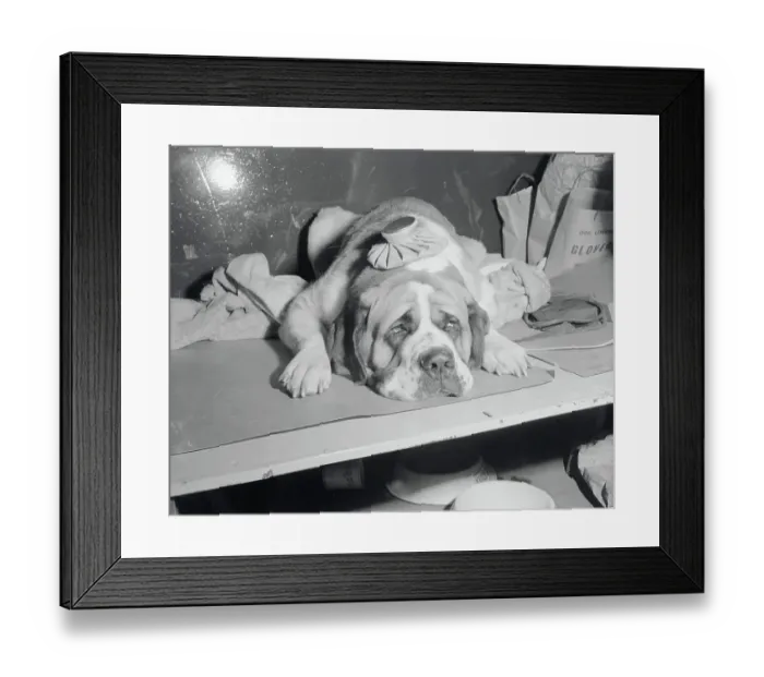 Framed Print : Dog Wearing an Ice Pack Framed Print : Dog Wearing an Ice Pack