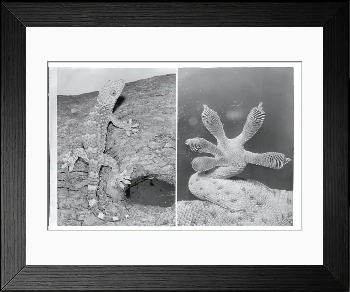 Framed Print : A Tokay Gecko Framed Print : A Tokay Gecko