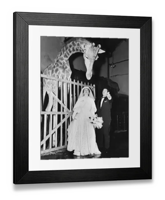 Framed Print : Bride and Groom at the Paris Winter Circus Framed Print : Bride and Groom at the Paris Winter Circus