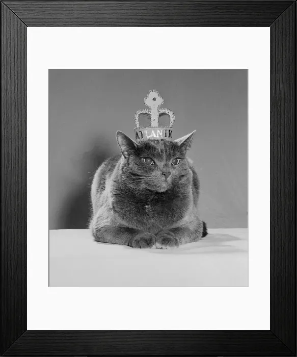 Framed Print : Cat Wearing a Crown Framed Print : Cat Wearing a Crown